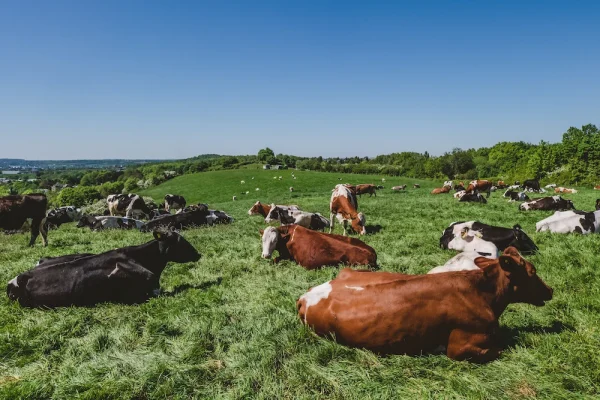 rebano-de-vacas-que-pastan-en-los-pastos-durante-el-dia rebano-de-vacas-que-pastan-en-los-pastos-durante-el-dia